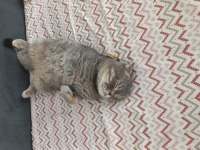 Scottish Fold Simba İçin Maalesef Yeni Yuva Arıyoruz