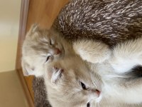 Scottish fold kediler 55 günlük oldular