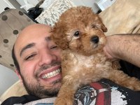 58 Günlük Toy Poodle