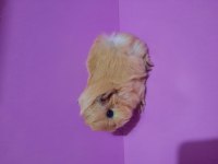 Peruvan guinea pig yavrularımız