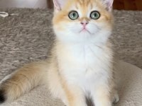 Safkan British Shorthair Golden dişi erkek