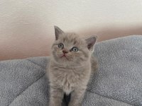 British shorthair 1.5 aylık bebekler