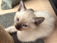 2 AYLIK MAVİ GÖZLÜ SİYAM KEDİSİ DIŞI ERKEK