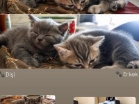 British Shorthair Sağlıklı Yavrular