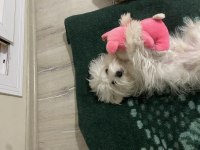 5 AYLIK 0 NUMARA MALTESE TERRİER