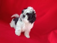 Shih tzu bebekler