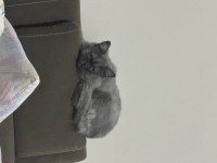 British shorthair duman kızımız
