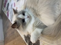 Ragdoll dişi kedime eş arıyorum
