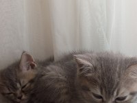 Uyguna british shorthair yavrular