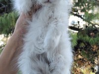 Şampiyon atalardan scottish fold yavrular