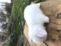 Safkan Hollanda lop tavşanı