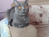 British shorthair kedimiz