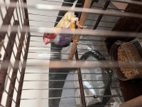 Erkek mutasyon goldian finch