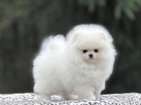 Orjinal Pomeranian Boo