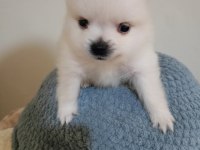 Pomeranian Bebek