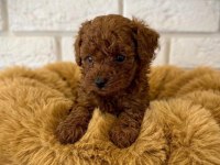 EŞSİZ GÜZELLİKTEKİ TOY POODLE YAVRULARIMIZ