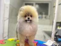 Pomeranian Boo Üst Kalite Erkek