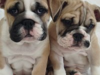 SÜPER KALİTE İNGİLİZ BULLDOG YAVRULAR