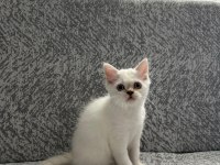 British shorthair yavrularımıza yeni yuva arıyoruz