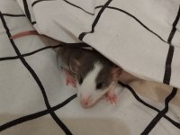 Dumbo Rat Husky ve Karamel Bebekler ACİL