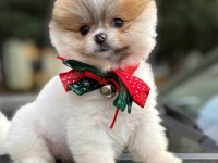 Safkan Pomeranian Boo Bebekler