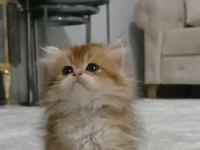 British Longhair 35 Günlük