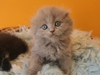 BSH ve SFLH Dişi Ve Erkek Yavru Kediler İzmir