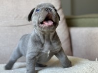 İzmir french bulldog köpekler