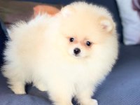 En Sevimli Pomeranian Boo Yavruları 