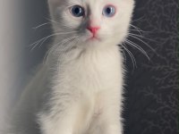 British shorthair 4 aylık yavru kedimiz