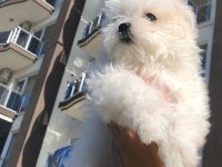 Orijinal Kore kan maltese erkek bebeğim
