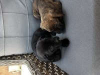 Cane corso yavrularımız