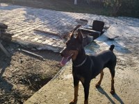 2 yaşında dişi ve erkek doberman