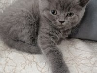 British shorthair erkek yavru
