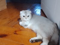 Scottish fold 1.5 yaşında