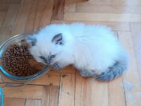 52 gunluk british longhair blue point yavru
