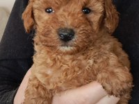 Mükemmel Toy Poodle Yavrular