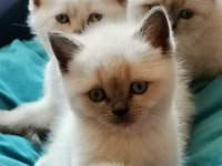 British shorthair