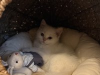 Sevimli british shorthair