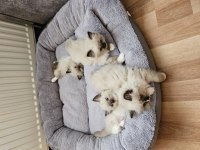 Kediseverler İçin Melez Ragdoll Yavrularım