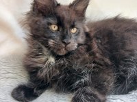 Sadece bu ırkın değerini bilen Ailelere safkan maine coon