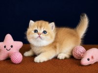 British Shorthair Golden Yavrular