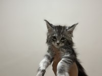 Şecere ve üretim izinli dev maine coon bebekler