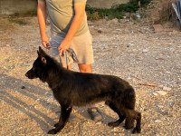 AVKİF SECERELİ BLACK SOLİD DÜŞÜK BEL ALMAN KURDU