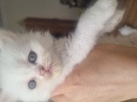 British shorthair ve İran kedisi