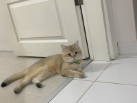 Golden british shorthair oğlumuza yuva arıyoruz
