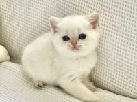 Beyaz prens mavi boncuk gözlü safkan british shorthair