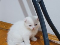 2 aylık scottish fold dişi kedimi sahiplendiriyorum
