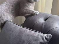 British Shorthair Kedimiz Sahiplendirilecektir