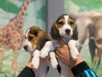 Beagle bebekler